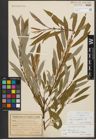 Foto von Salix triandra subsp. amygdalina (L.) Schübl. & G. Martens